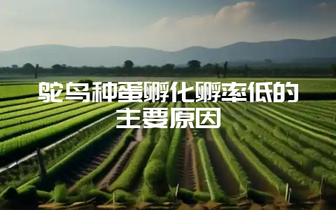 鸵鸟种蛋孵化孵率低的主要原因插图 鸵鸟种蛋孵化孵率低的主要原因插图