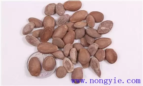 葫芦种子什么时候种最合适 葫芦种子怎么催芽-会东网