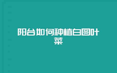 阳台如何种植白圆叶苋菜-会东网
