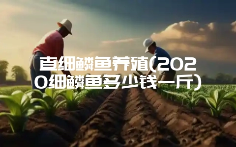 查细鳞鱼养殖(2020细鳞鱼多少钱一斤)插图 查细鳞鱼养殖(2020细鳞鱼多少钱一斤)插图