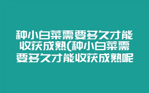 种小白菜需要多久才能收获成熟(种小白菜需要多久才能收获成熟呢)插图 种小白菜需要多久才能收获成熟(种小白菜需要多久才能收获成熟呢)插图