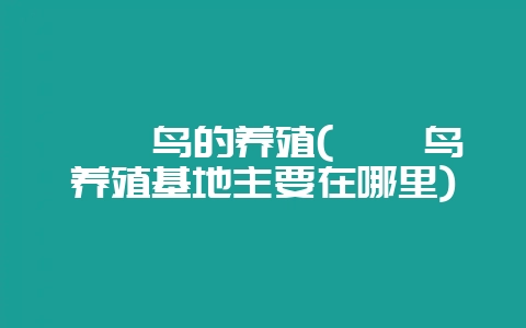 鹌鹑鸟的养殖(鹌鹑鸟养殖基地主要在哪里)-会东网