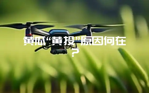 黄瓜“黄头”原因何在？-会东网