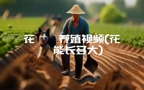 花鳗鲡养殖视频(花鳗鲡能长多大)插图 花鳗鲡养殖视频(花鳗鲡能长多大)插图