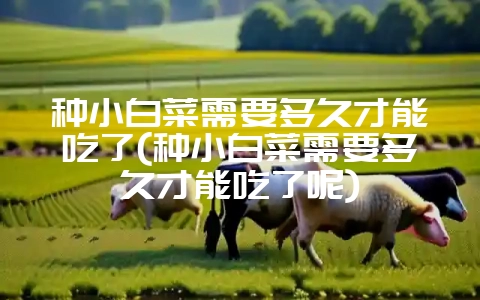 种小白菜需要多久才能吃了(种小白菜需要多久才能吃了呢)-会东网