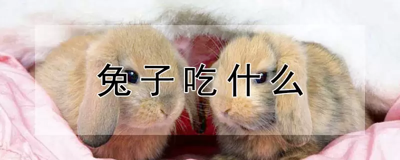 兔子吃什么-会东网
