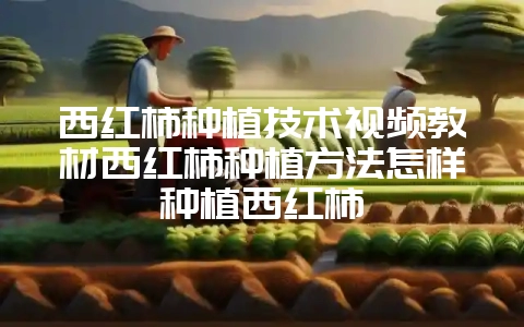 西红柿种植技术视频教材西红柿种植方法怎样种植西红柿插图 西红柿种植技术视频教材西红柿种植方法怎样种植西红柿插图