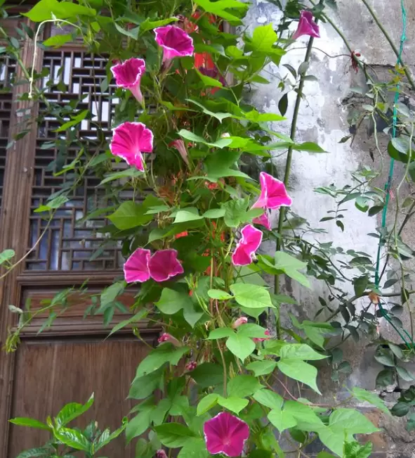 月光花的养殖方法及价值-会东网