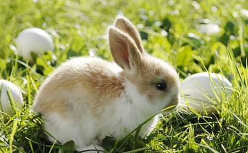 三农网的头像-会东网