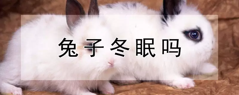 兔子冬眠吗-会东网