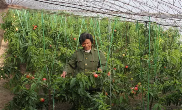 温室油桃种植技术及定植后的管理-会东网
