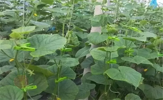 黄瓜只长秧不结瓜、只开花不结瓜是什么原因？-会东网