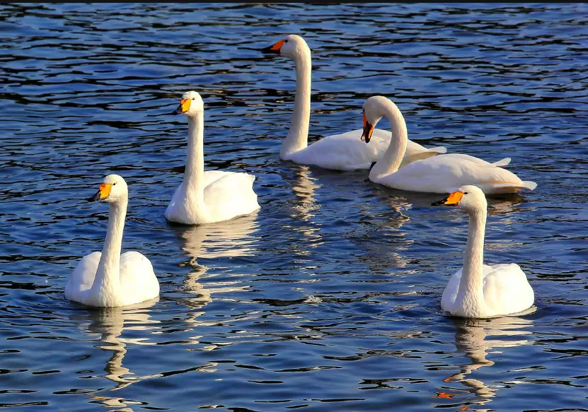 季节交替 温差对鸡鸭鹅的危害你知道哪些 看这里元老师给你讲解-会东网
