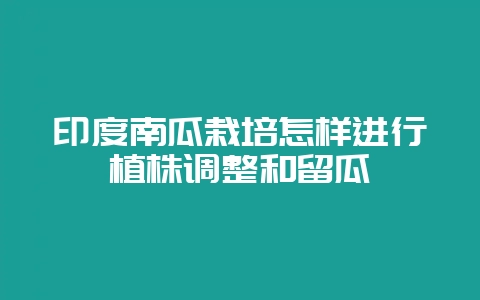 印度南瓜栽培怎样进行植株调整和留瓜-会东网