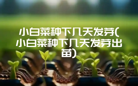 小白菜种下几天发芽(小白菜种下几天发芽出苗)-会东网