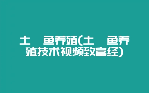 土鲶鱼养殖(土鲶鱼养殖技术视频致富经)插图 土鲶鱼养殖(土鲶鱼养殖技术视频致富经)插图