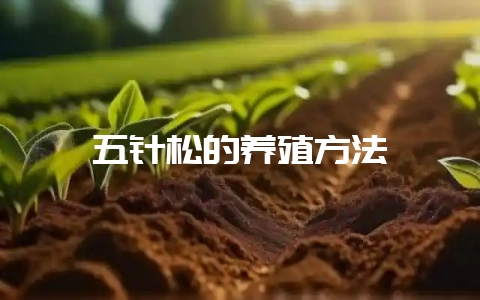 五针松的养殖方法插图 五针松的养殖方法插图