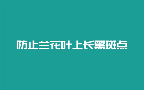 防止兰花叶上长黑斑点-会东网