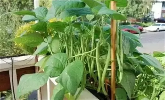 豆角施肥的正确方法 豆角虫害防治-会东网