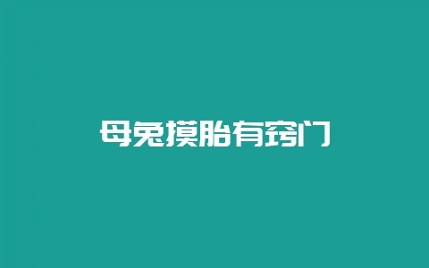 母兔摸胎有窍门-会东网