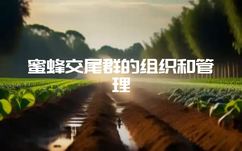 蜜蜂交尾群的组织和管理-会东网