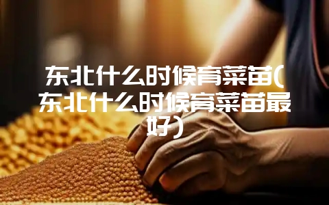 东北什么时候育菜苗(东北什么时候育菜苗最好)-会东网