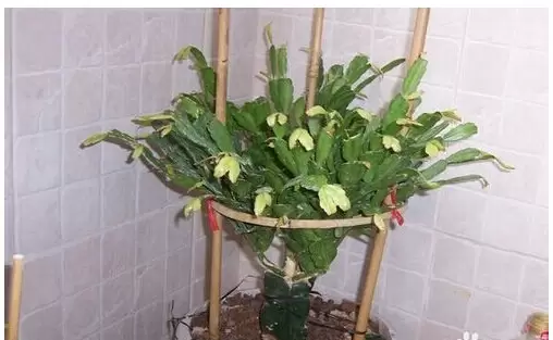 蟹爪兰的养殖技巧和注意事项-会东网