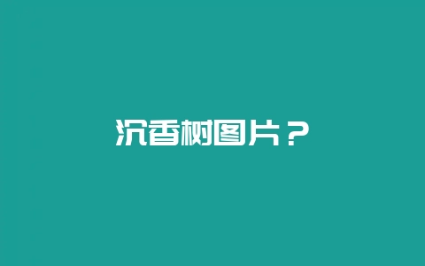 沉香树图片？-会东网