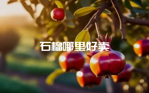 石榴哪里好卖插图 石榴哪里好卖插图