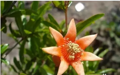 石榴花的养殖方法-会东网
