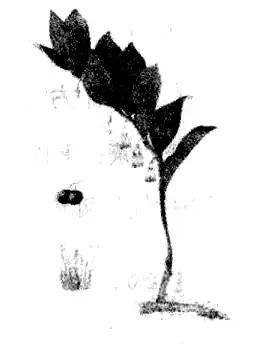 玉竹的功效有哪些？-会东网