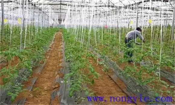 番茄生长的适宜温度是多少 番茄生长条件要求-会东网