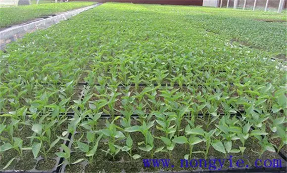 夏茄子什么时候育苗 夏茄子种植技术要点-会东网