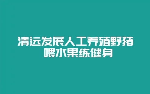 清远发展人工养殖野猪 喂水果练健身-会东网