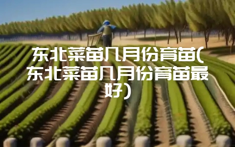 东北菜苗几月份育苗(东北菜苗几月份育苗最好)-会东网