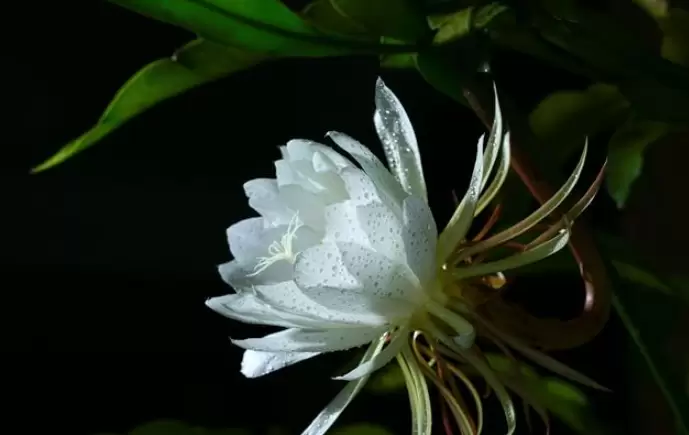 昙花养殖注意事项-会东网