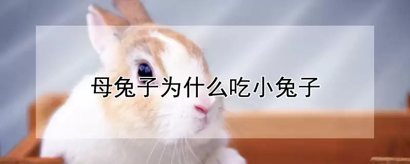母兔子为什么吃小兔子-会东网