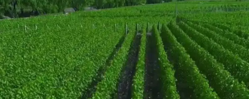 农村创业搞绿色农产品种植或土地租用有前途吗，还有其他项目可以做吗-会东网