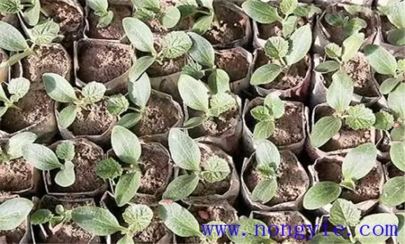 西葫芦种植时间 西葫芦什么时候种植效果好-会东网