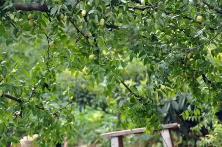 春季冬枣高效栽培技术与管理方法-会东网