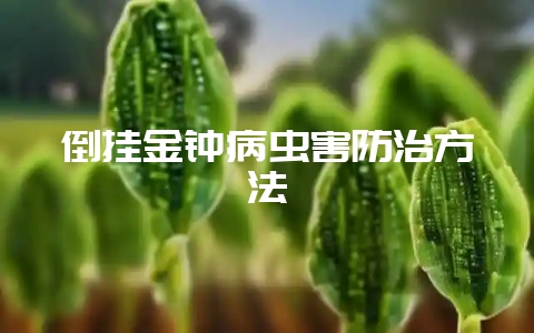 倒挂金钟病虫害防治方法-会东网
