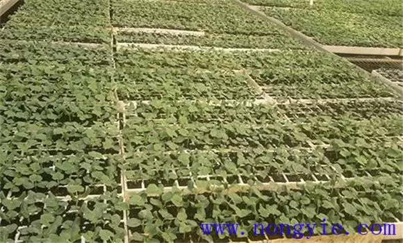 冬瓜的栽培时间 冬瓜栽培管理方法及注意事项-会东网