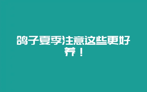 鸽子夏季注意这些更好养!-会东网