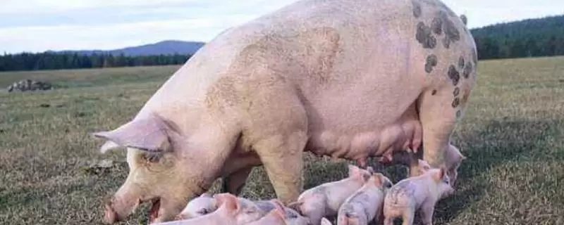 养30头母猪利润与成本，附怎样才能养好母猪-会东网