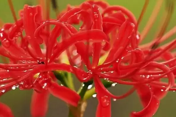 曼陀罗花有什么功效-会东网