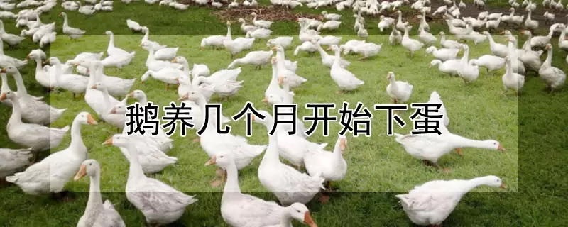 鹅养几个月开始下蛋-会东网