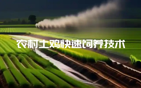 农村土鸡快速饲养技术-会东网