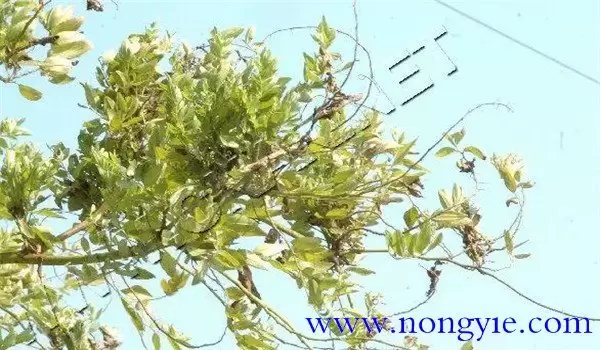 枣疯病的原因是什么，枣疯病怎么治疗-会东网