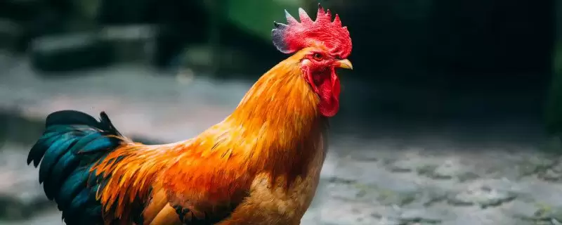 养鸡怎样防止黄鼠狼-会东网