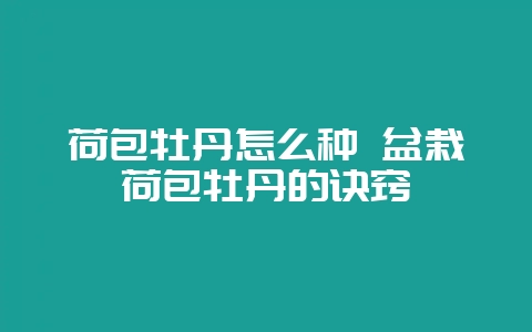 荷包牡丹怎么种 盆栽荷包牡丹的诀窍-会东网